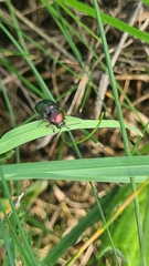 Cryptocephalus sericeus