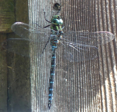 Aeshna canadensis