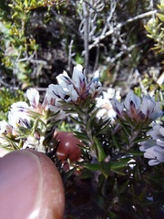 Amphithalea speciosa