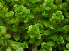 Rotala rotundifolia