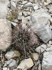 Hamatocactus hamatacanthus hamatacanthus