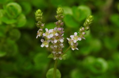 Rotala rotundifolia