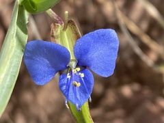 Commelina dianthifolia