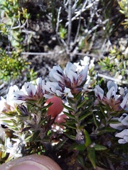 Amphithalea speciosa