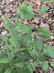 Celtis reticulata