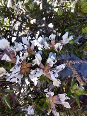 Amphithalea speciosa