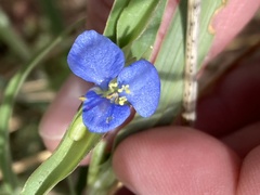 Commelina dianthifolia