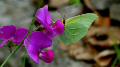 Gonepteryx cleopatra