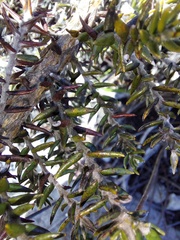 Amphithalea speciosa