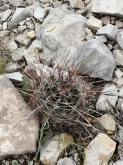 Hamatocactus hamatacanthus hamatacanthus