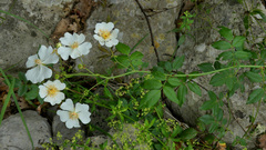 Rosa sempervirens