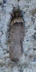 Agonopterix