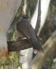 Manorina melanocephala