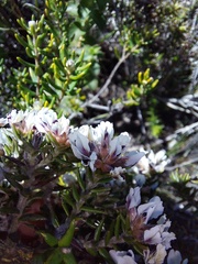 Amphithalea speciosa