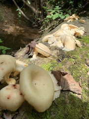 Pleurotus pulmonarius