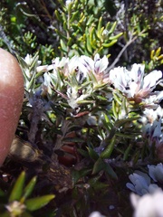 Amphithalea speciosa