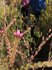 Boronia serrulata
