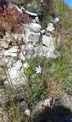 Amphithalea speciosa