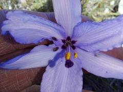 Aristea spiralis