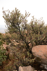 Osyris lanceolata