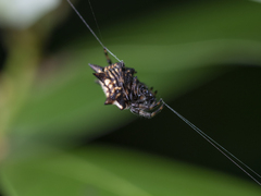 Gasteracantha kuhli