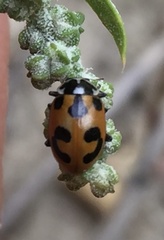 Hippodamia parenthesis