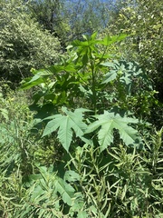 Ricinus communis