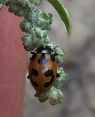 Hippodamia parenthesis