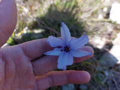 Aristea spiralis