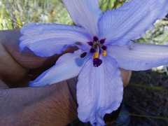 Aristea spiralis