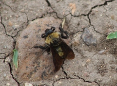 Bombus sonorus
