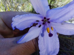 Aristea spiralis