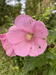 Hibiscus moscheutos
