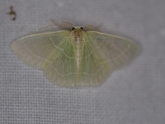 Synchlora aerata