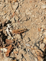 Aiolopus strepens