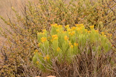 Senecio barbertonicus