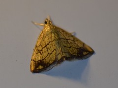 Evergestis pallidata