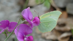 Gonepteryx cleopatra
