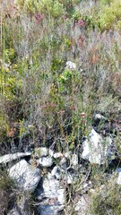 Adenandra