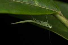 Sinomantis denticulata