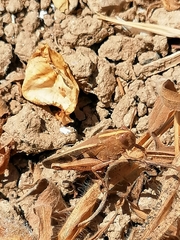 Aiolopus strepens