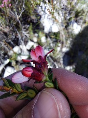 Adenandra