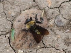 Bombus sonorus