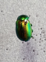 Chrysolina graminis