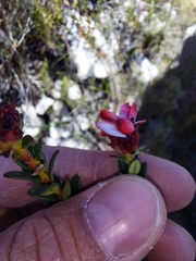 Adenandra