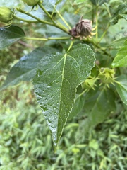 Hibiscus moscheutos