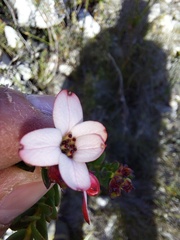 Adenandra