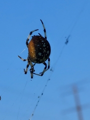 Araneus trifolium