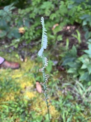Spiranthes lacera gracilis