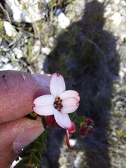 Adenandra